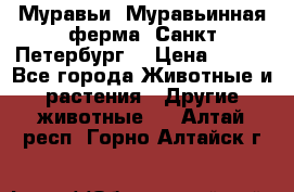 Муравьи, Муравьинная ферма. Санкт-Петербург. › Цена ­ 550 - Все города Животные и растения » Другие животные   . Алтай респ.,Горно-Алтайск г.